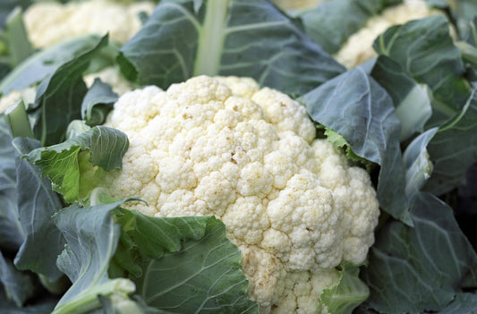 Cauliflower Snow Crown