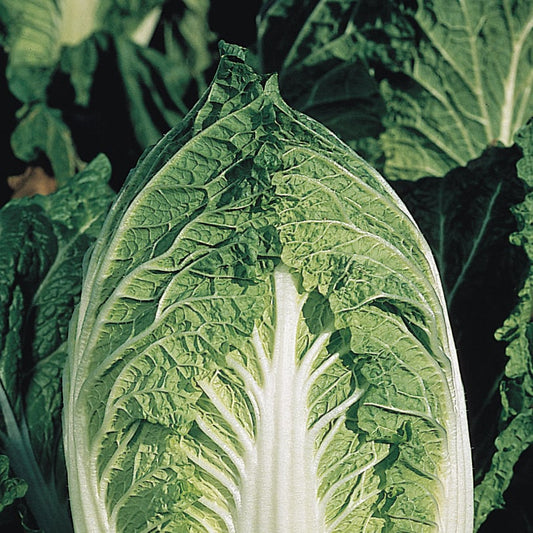 Chinese Cabbage Yuki F1