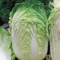 picture of Chinese Cabbage Yuki F1