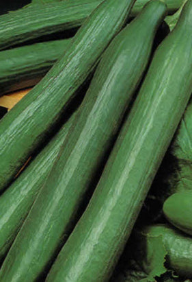 Cucumber Pepinex F1