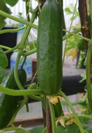 picture of Cucumber Piccolino F1 (mini)