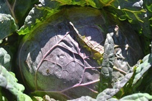 picture of Cabbage Di Verona