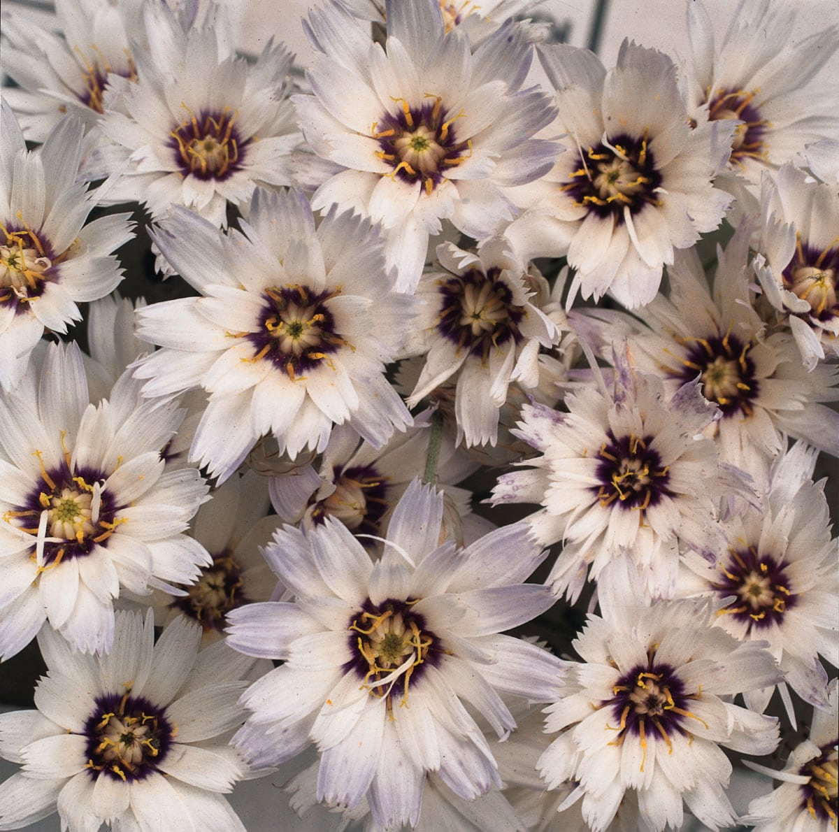 Catanache Caerulea Amor White