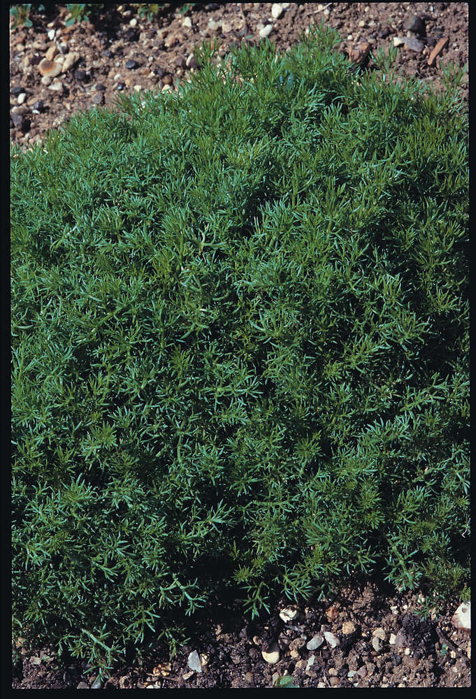 picture of Chamomile, Roman (Lawn)