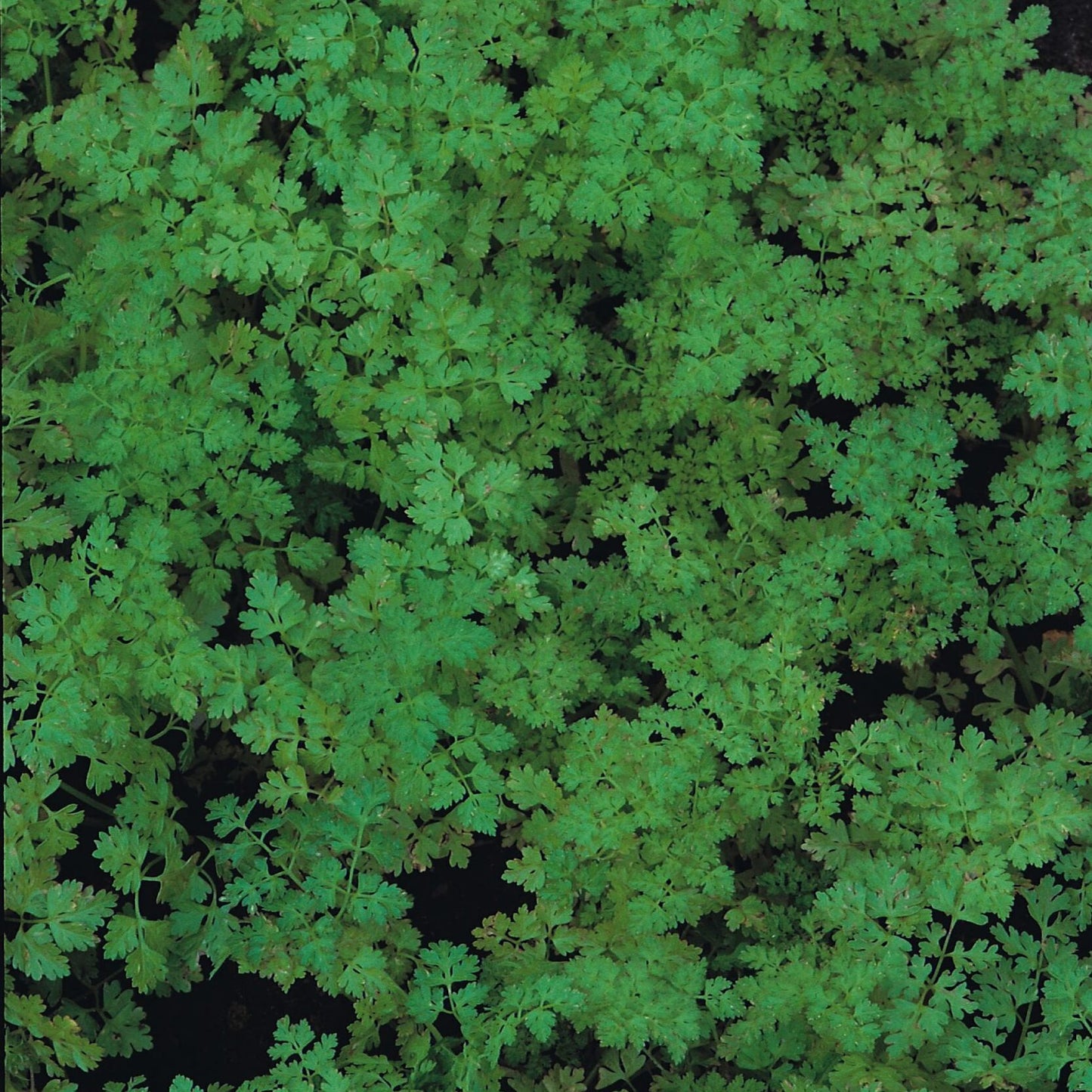 Chervil, Curly