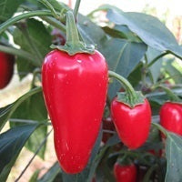 picture of Chilli Gourmet Jalapeno