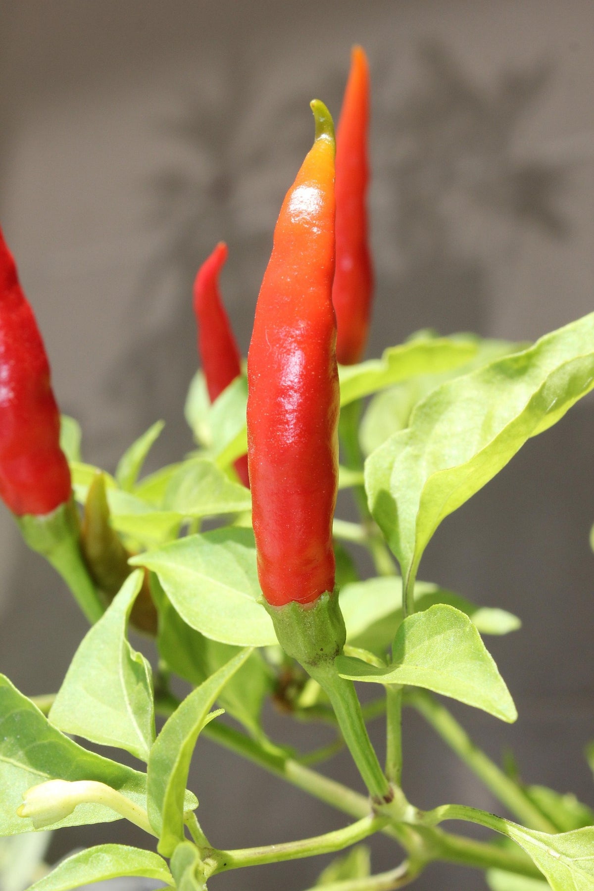 Chilli Lingua di Fuoco