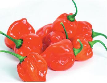CHILLI SMORGASBORD 2026