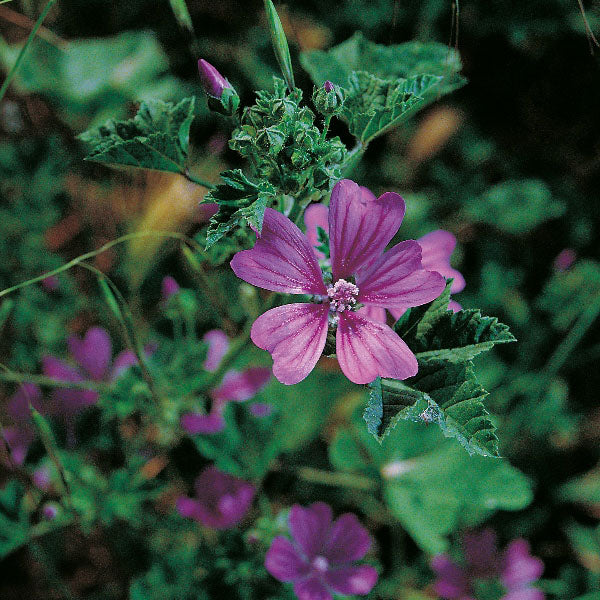Mallow, Common