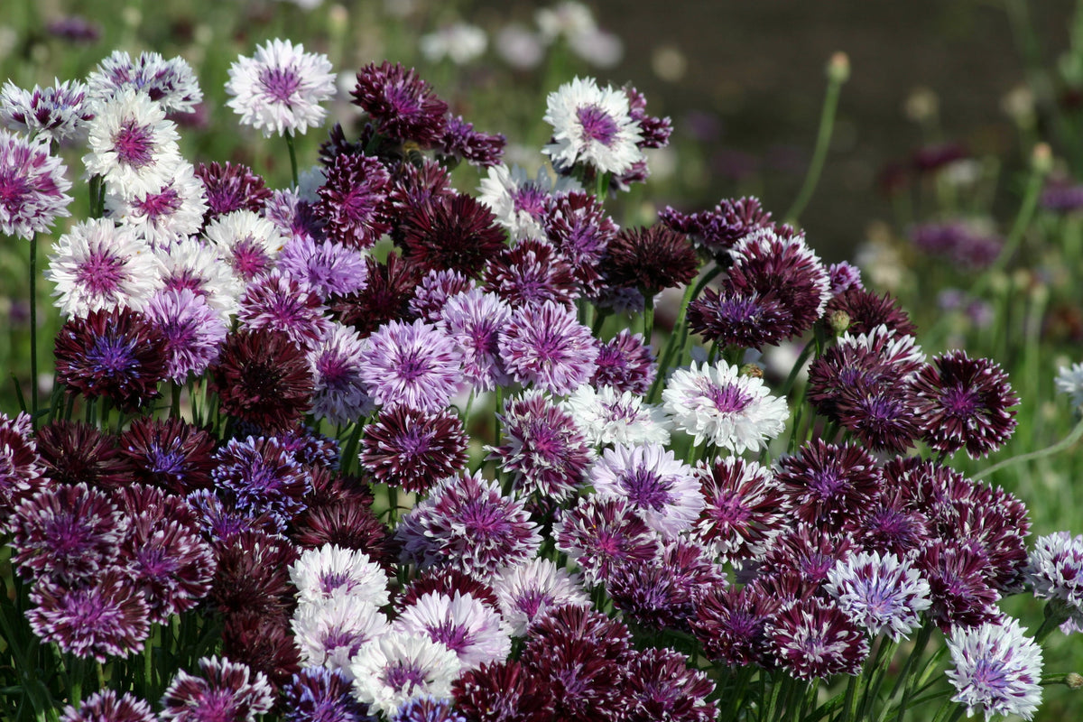 Cornflower Classic Magic