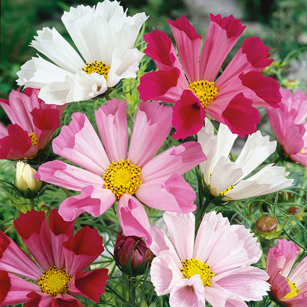Cosmos Seashells
