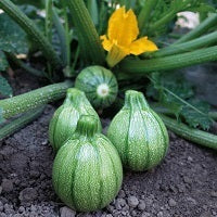 picture of Courgette Boldenice F1