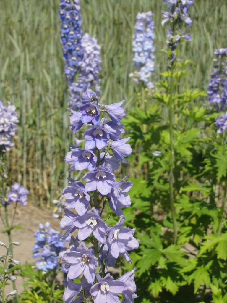 Delphinium Guinevere