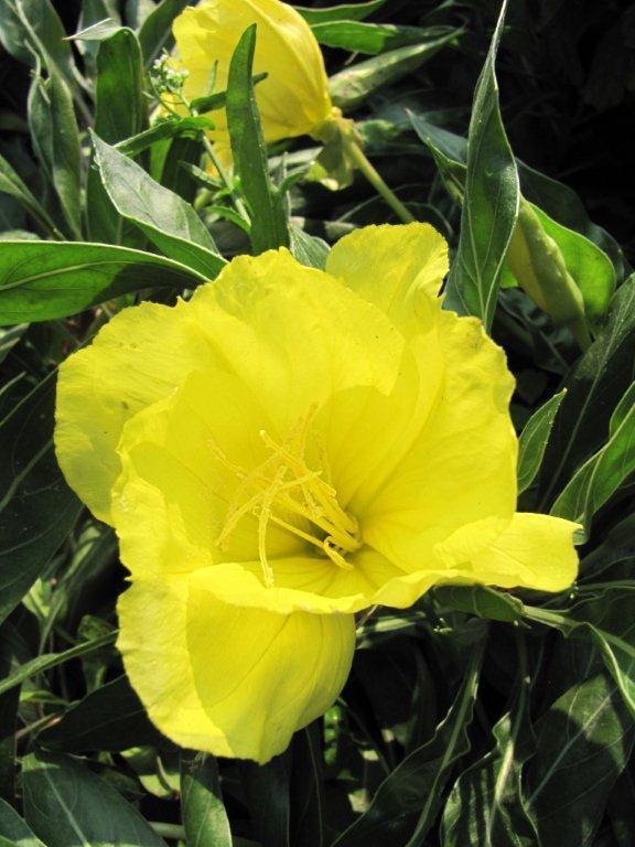 picture of Evening Primrose - Oenothera missouriensis