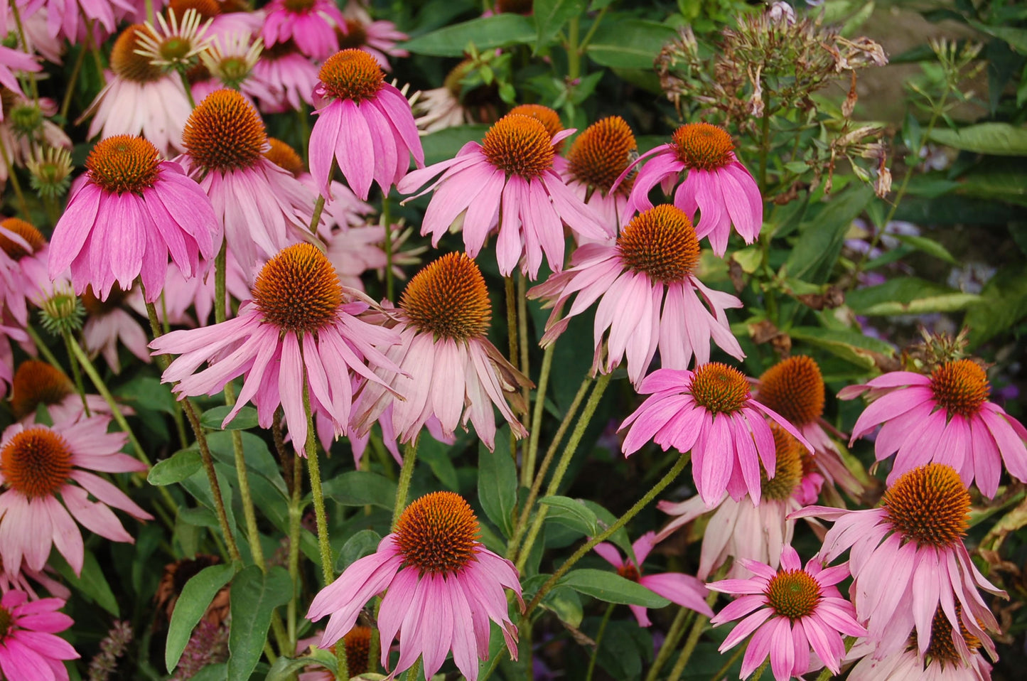 Echinacea Purpurea