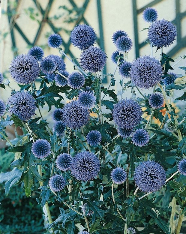 Echinops Ritro