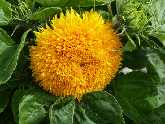Helianthus Teddy Bear