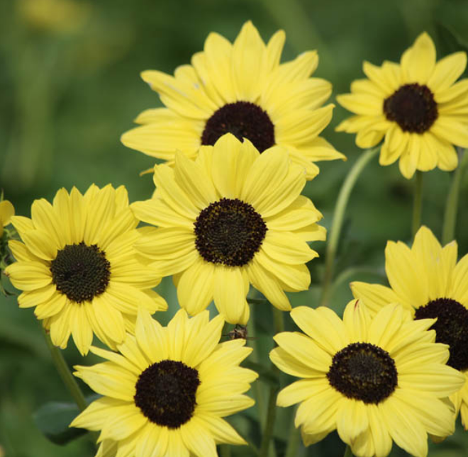 Helianthus Debilis Soluna Lemon
