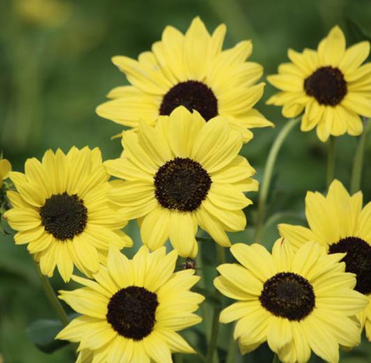 Helianthus Debilis Soluna Lemon