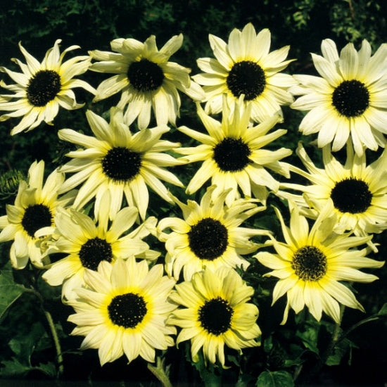 Helianthus Vanilla Ice