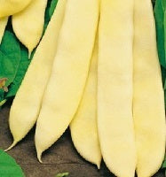 picture of Climbing Italian Bean Marvel of Venice