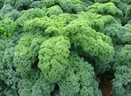 KALE QUARTET 2026