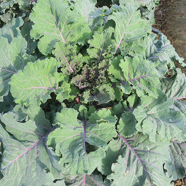 picture of Kale Cottagers