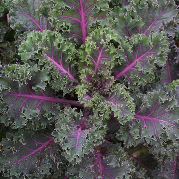 picture of Kale Midnight Sun F1