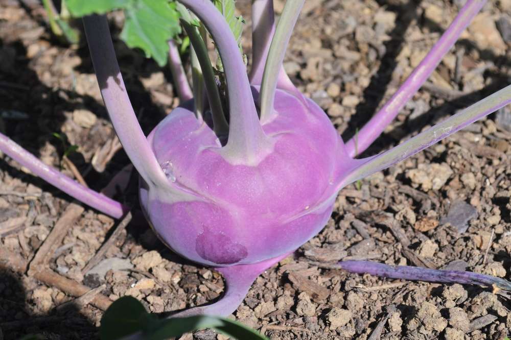 picture of Kohl Rabi Blue Delikatess naturally nurtured seed
