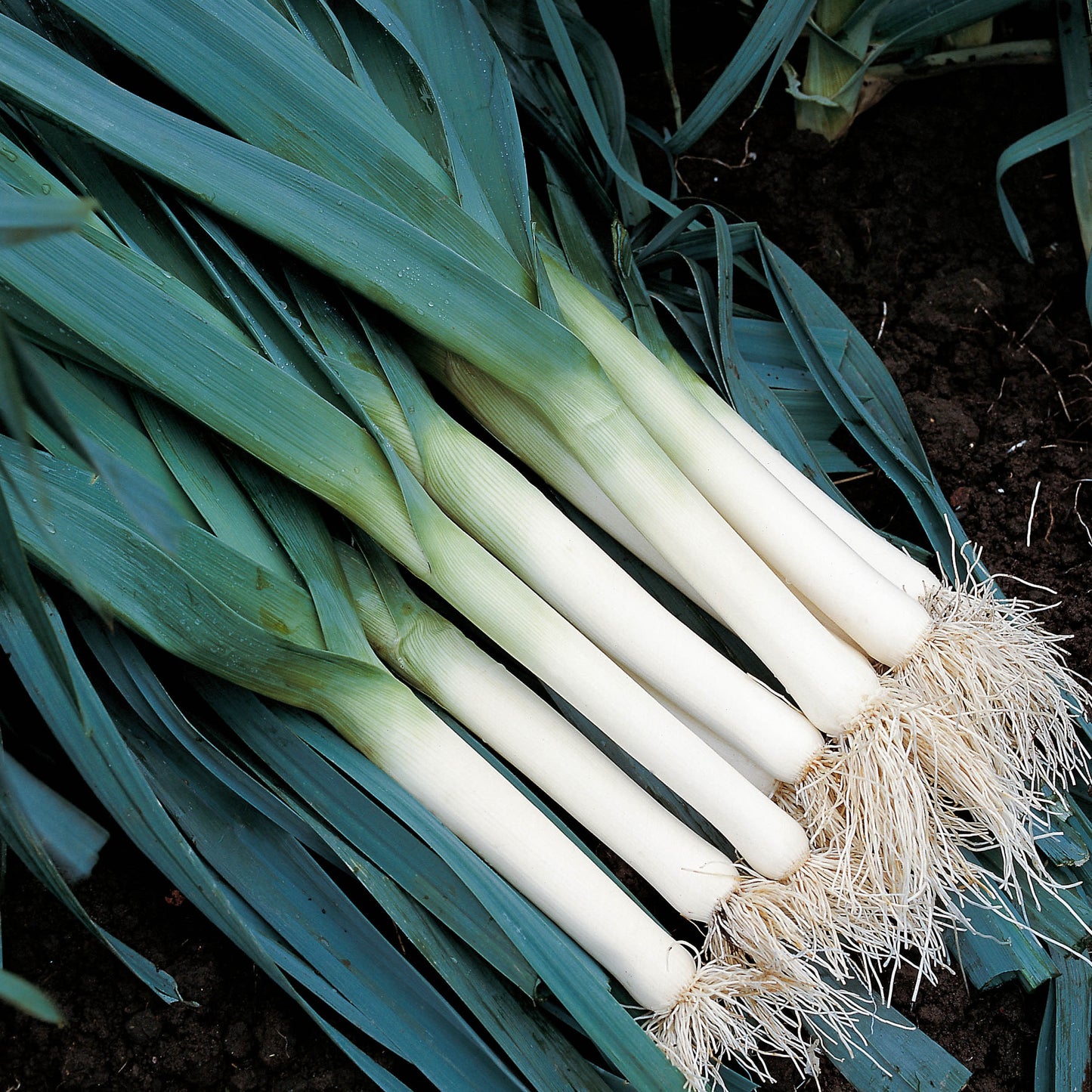 LUSCIOUS LEEKS 2026