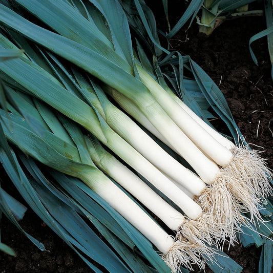 LUSCIOUS LEEKS 2026