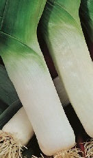 picture of Leek Elefant Naturally Nurtured Seed