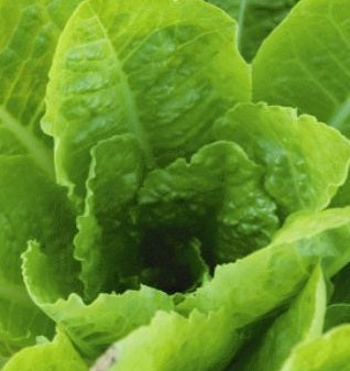 picture of Lettuce Jericho (romaine) naturally nurtured seed