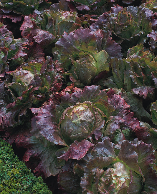 Lettuce Marvel of Four Seasons