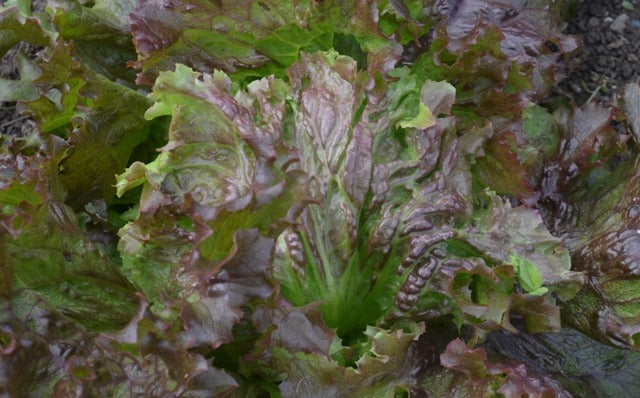 Lettuce Tarengo