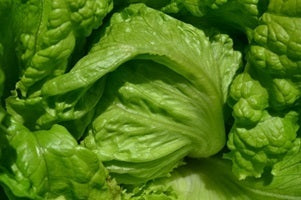picture of Lettuce Blonde De Paris (batavian) naturally nurtured seed