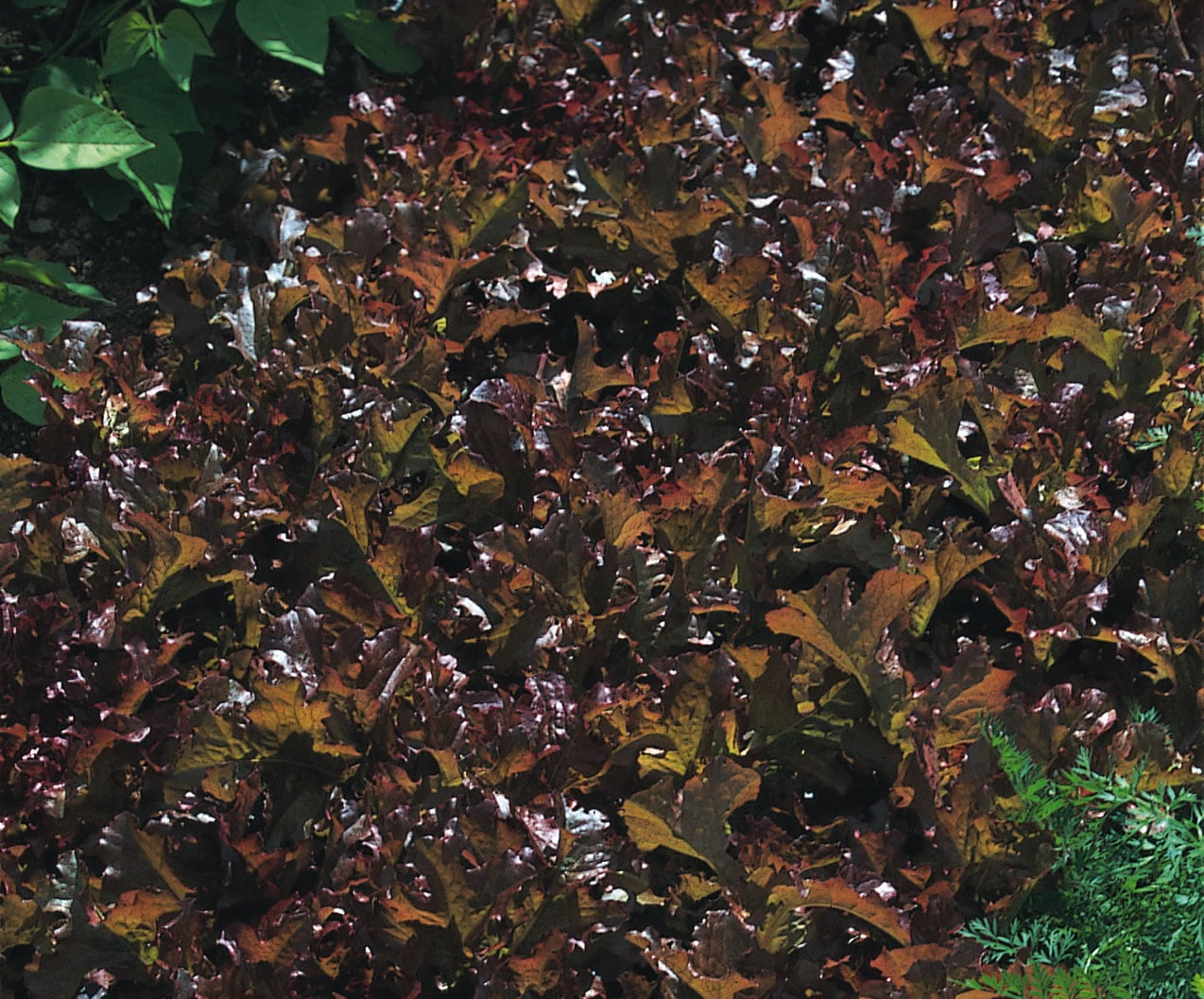 Lettuce Salad Bowl Mix
