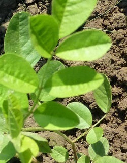 picture of Liquorice (Glycyrrhiza glabra)