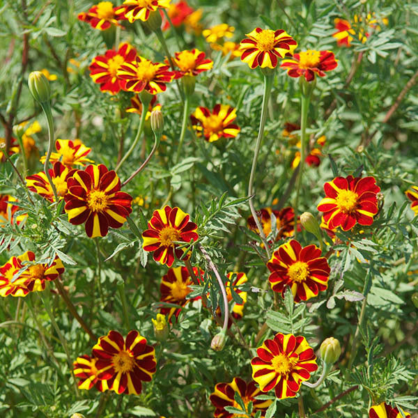 jolly jester marigold seeds Marigold Jolly Jester – MoreVeg Seeds