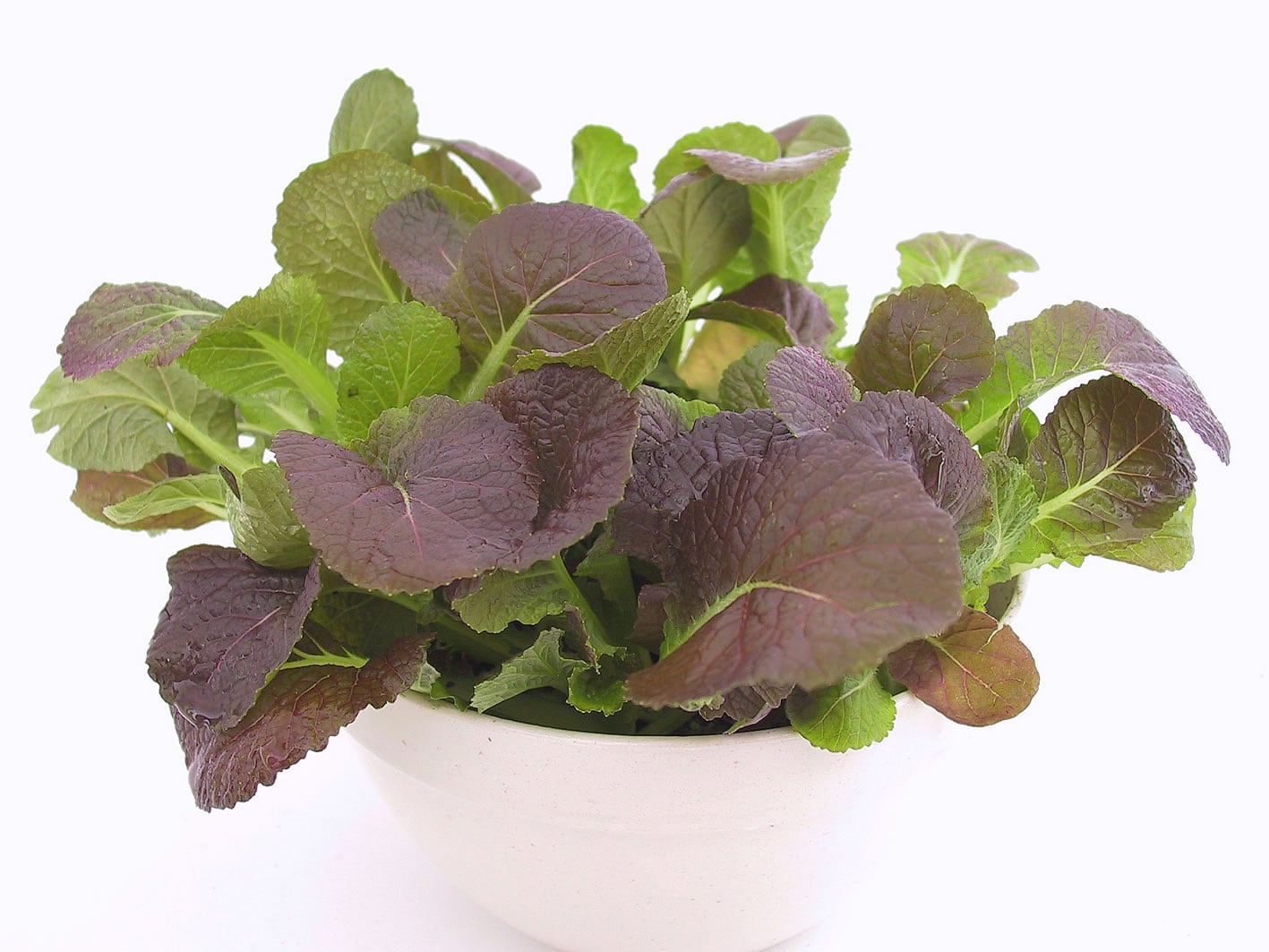 Mustard Leaf Osaka Purple