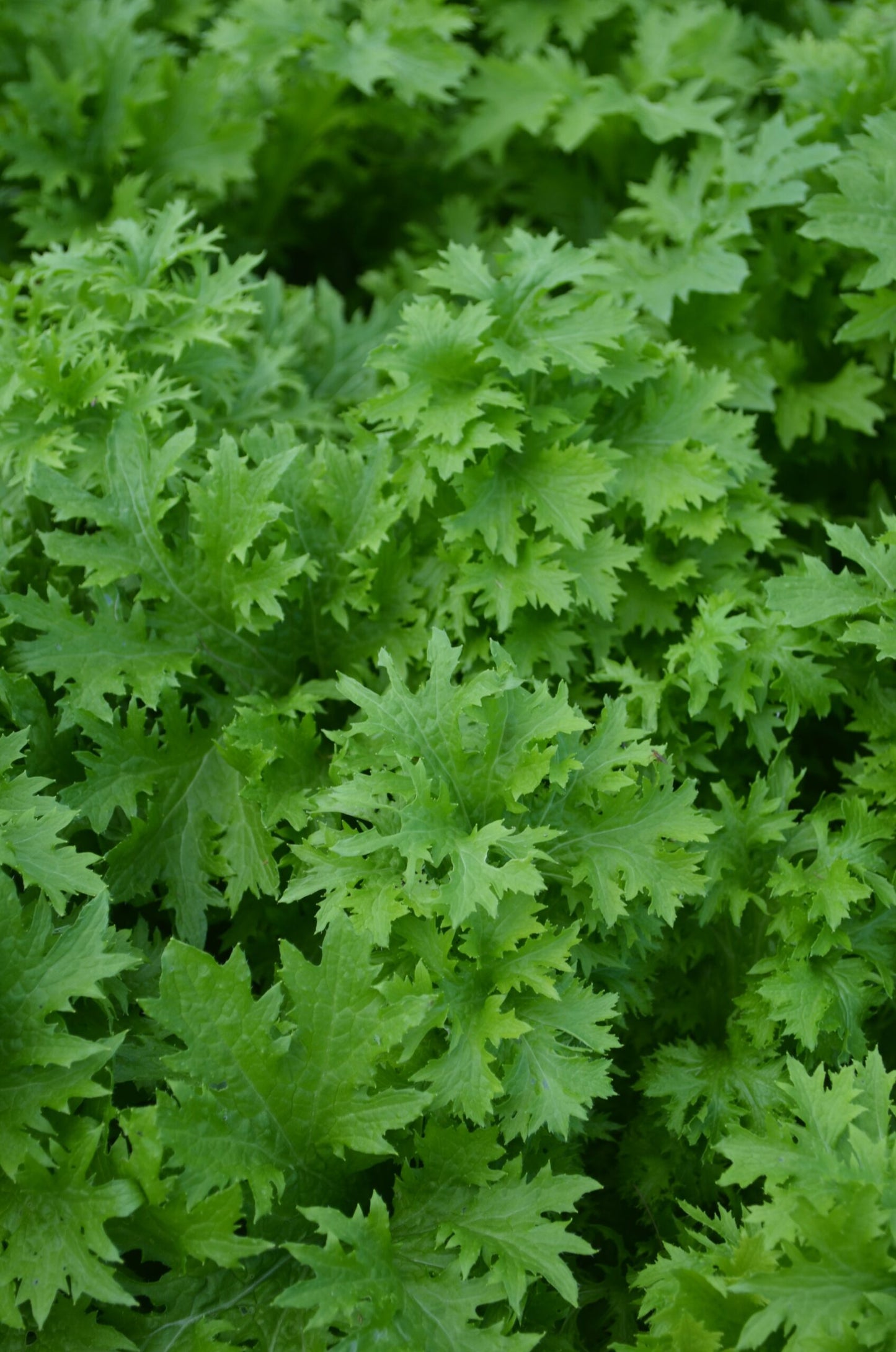 Mustard Leaf Wasabina
