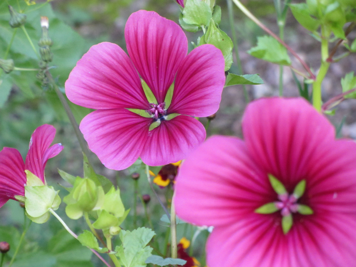 Petals for your Plate