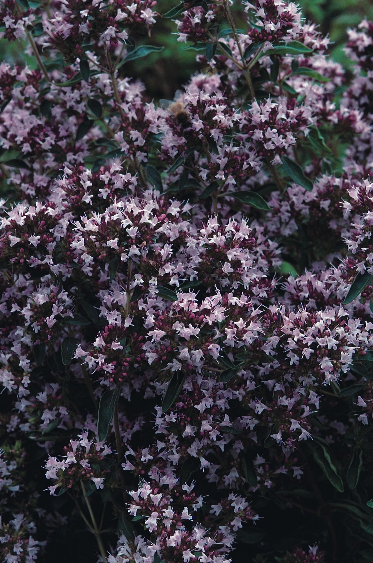 Marjoram Pot