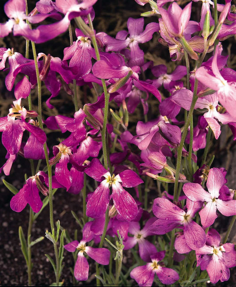 picture of Stocks: Night scented (Matthiola Bicornis)