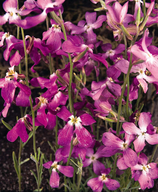 picture of Stocks: Night scented (Matthiola Bicornis)