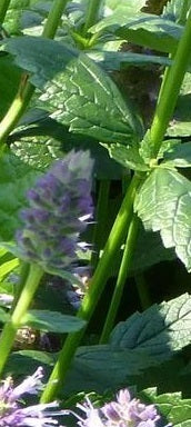 picture of Mint, Korean