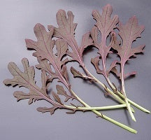 picture of Oriental Mustard Leaf Red Frills