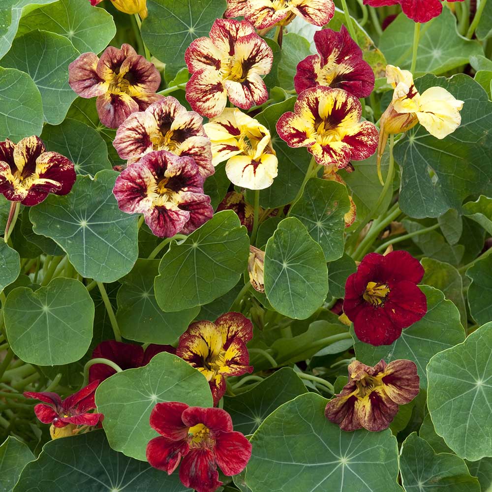 Nasturtium Bloody Mary