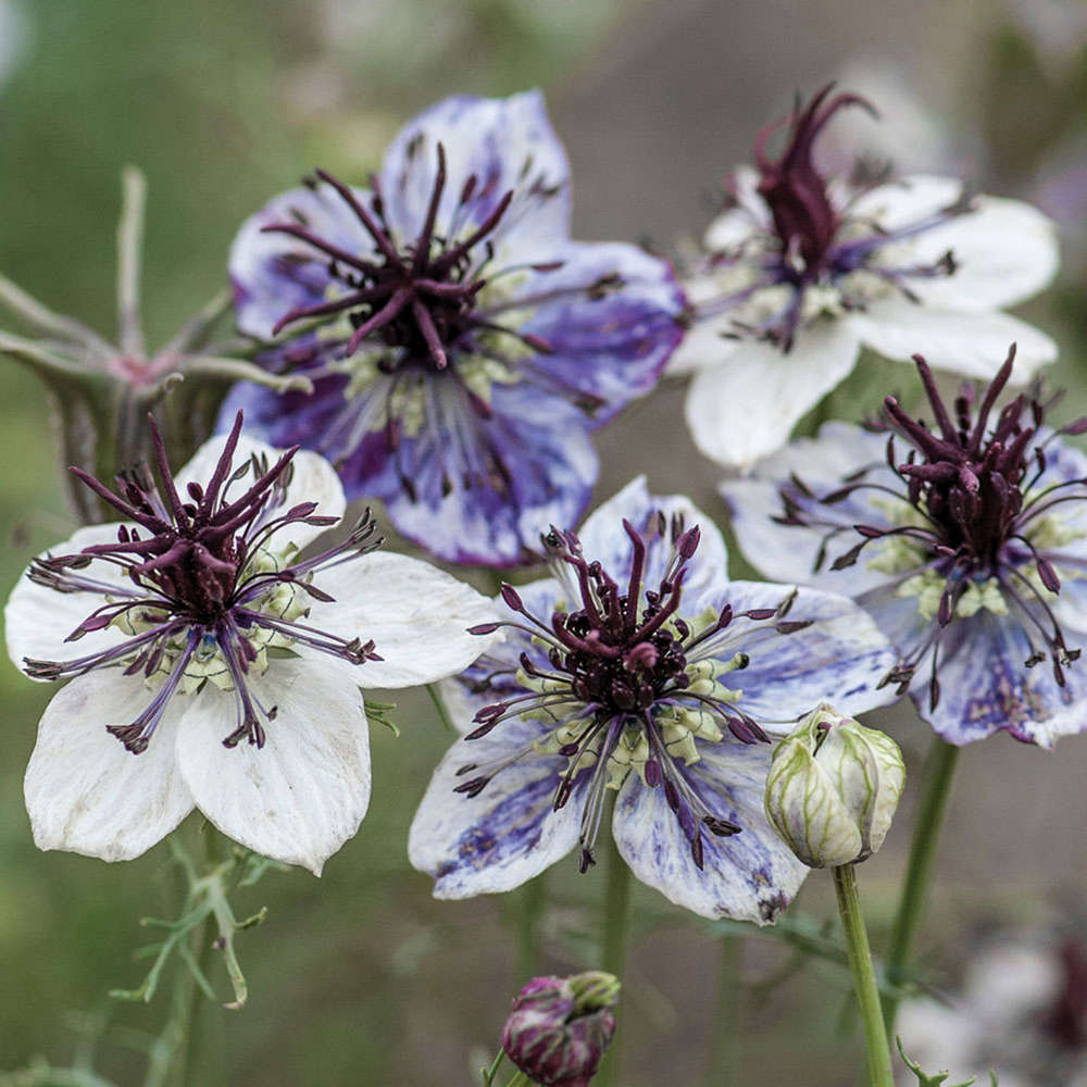 picture of Nigella Delft Blue