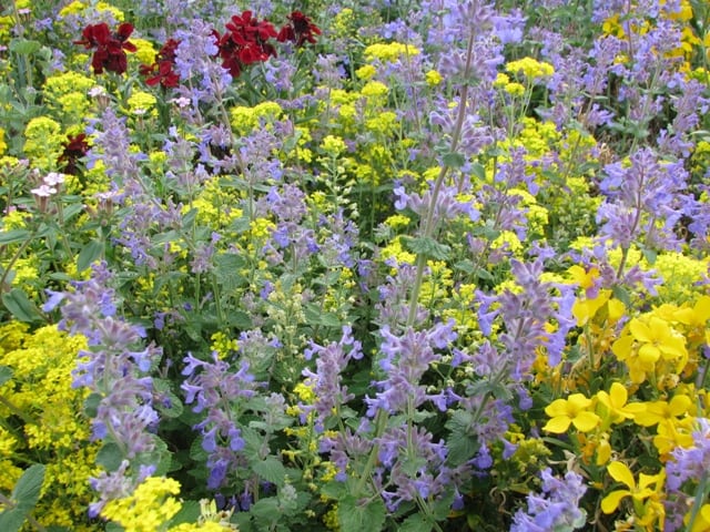 Nepeta Mussinii Dwarf Catmint